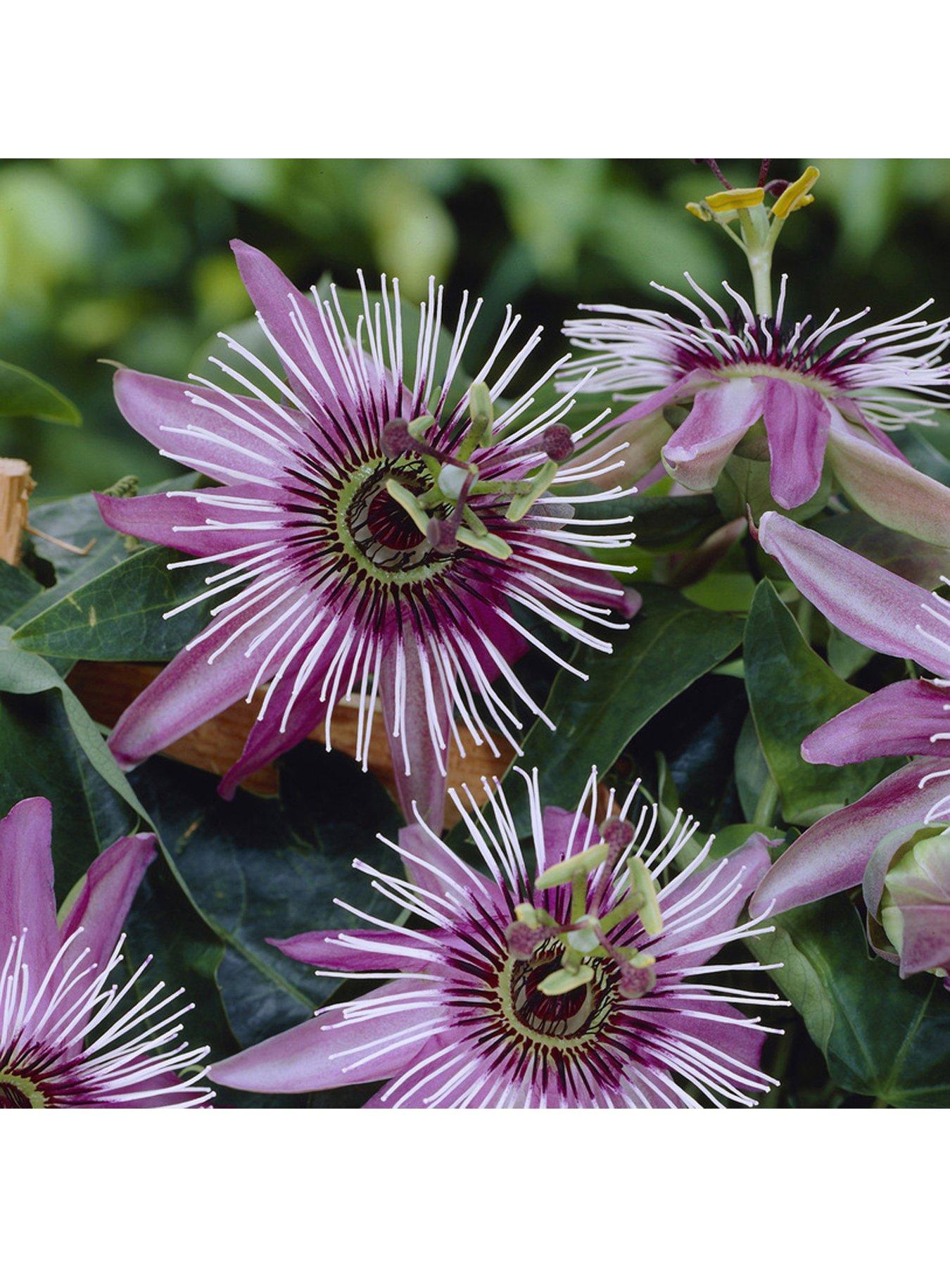Passion Flower Collection 3 x 9cm Potted Plants very.co.uk