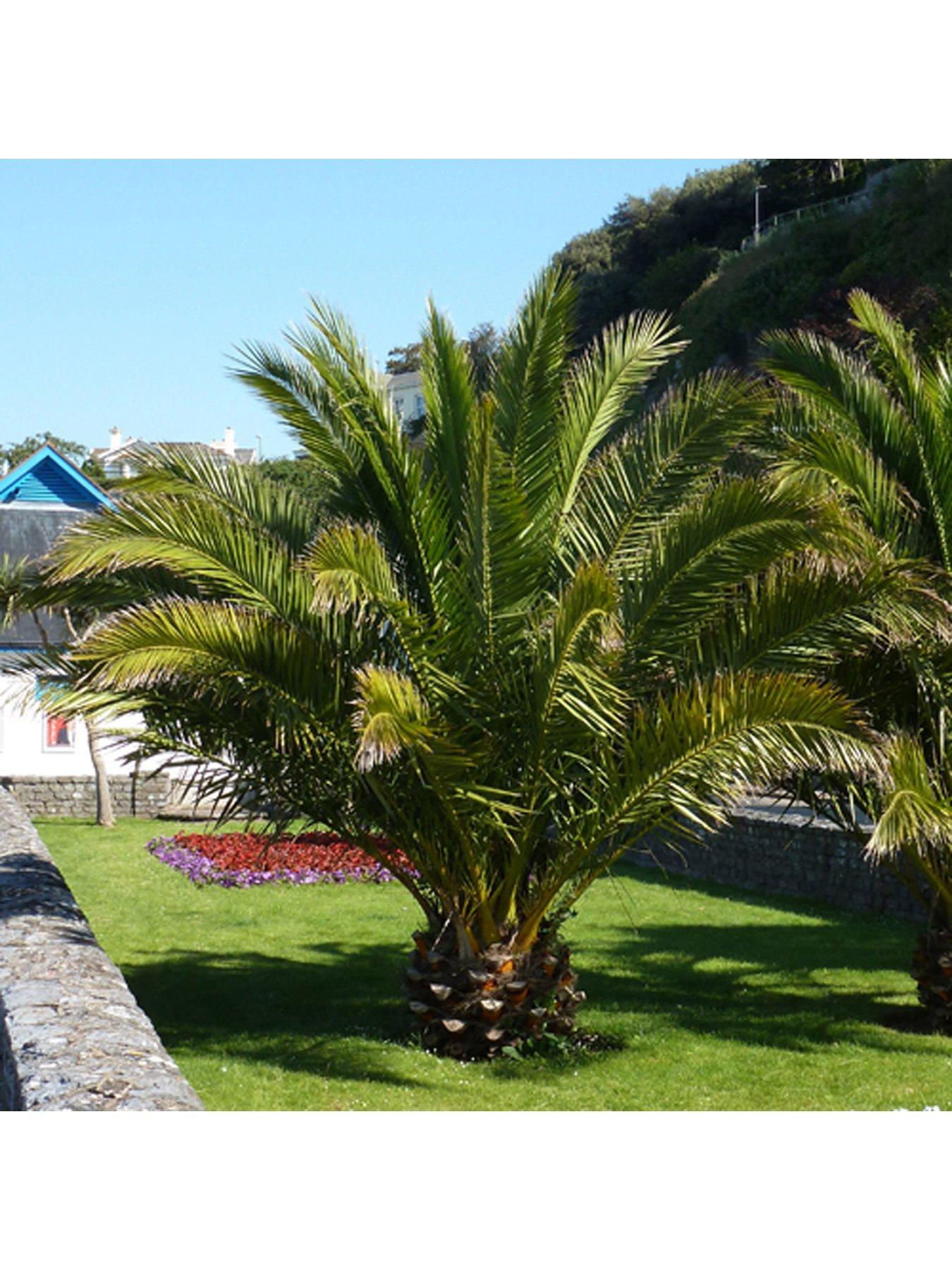 Product photograph of Pair Of Phoenix Canariensis 60-80cm Tall from very.co.uk