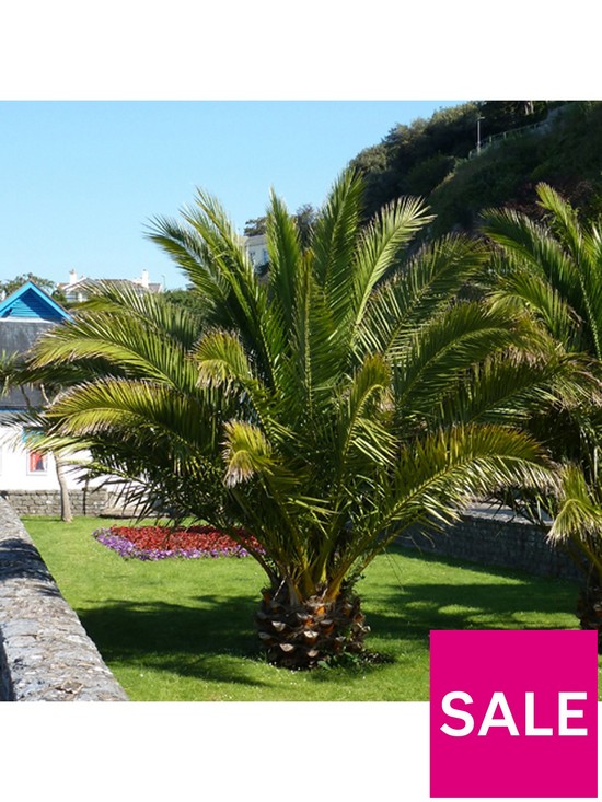front image of pair-of-phoenix-canariensis-60-80cm-tall