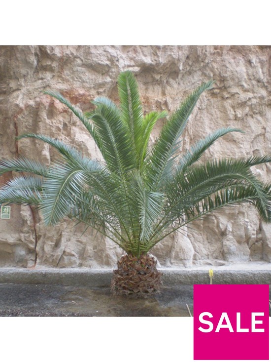 stillFront image of pair-of-phoenix-canariensis-60-80cm-tall