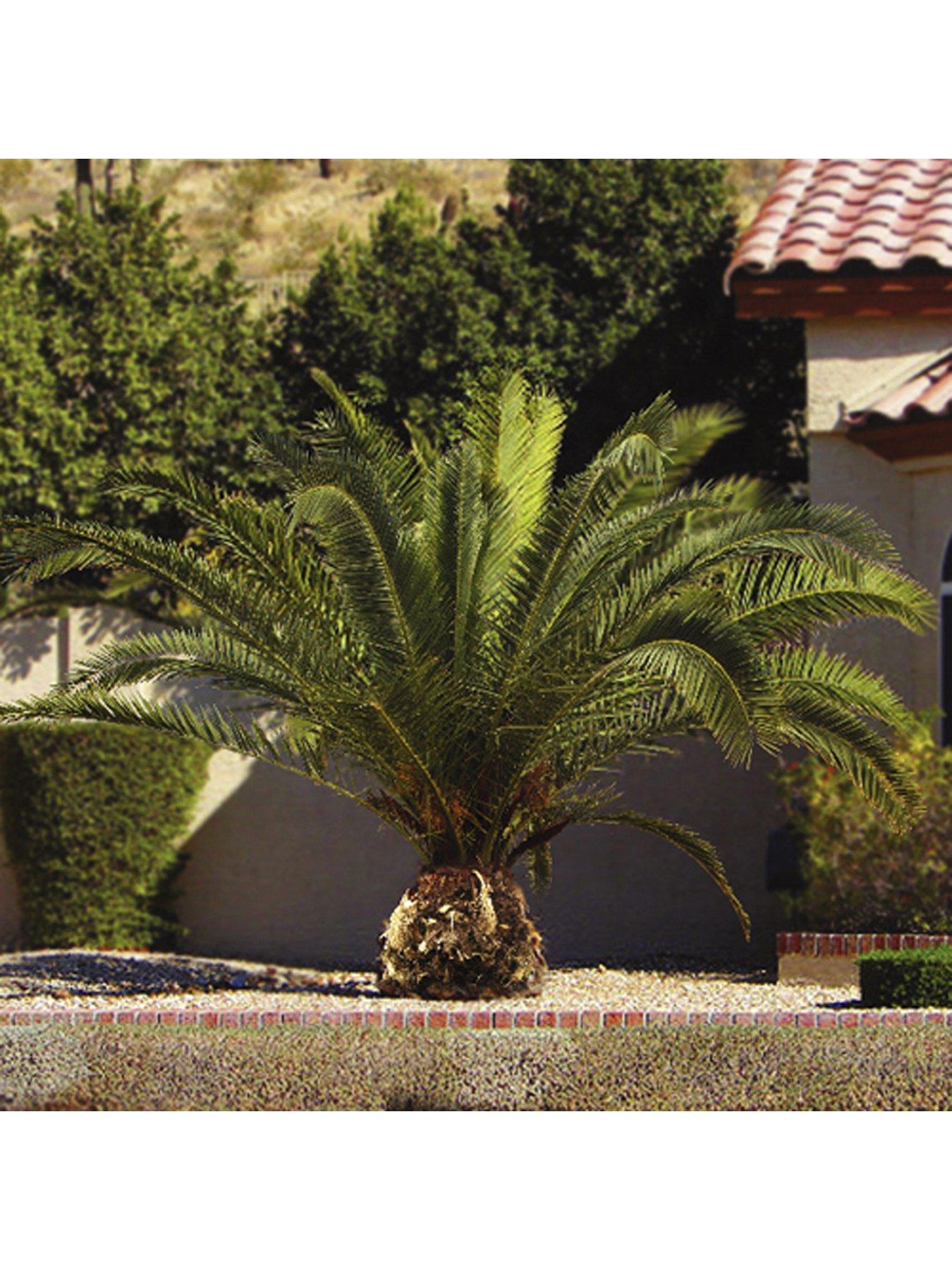 Phoenix top palm tree