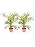  image of pair-of-phoenix-canariensis-60-80cm-tall