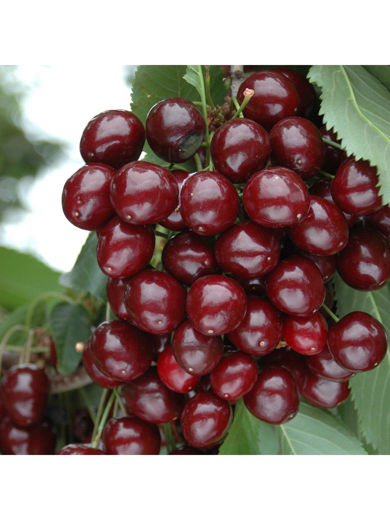 undefined Compact Sweet Cherry Bush 'Porthos' 3L Potted Plant