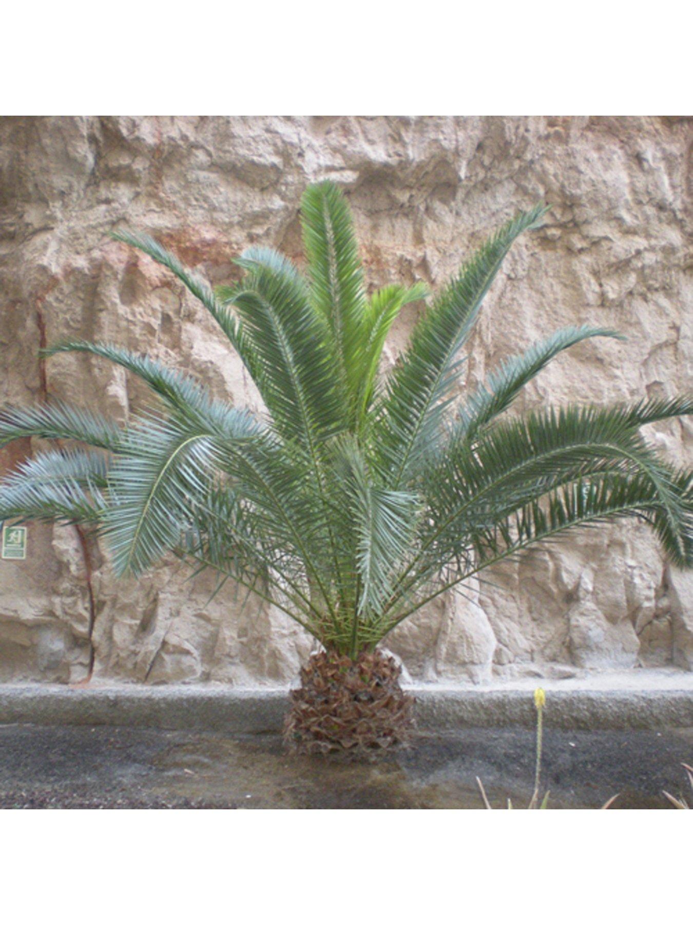 Hardy Phoenix Palm Tree 1.21.4M Tall very.co.uk