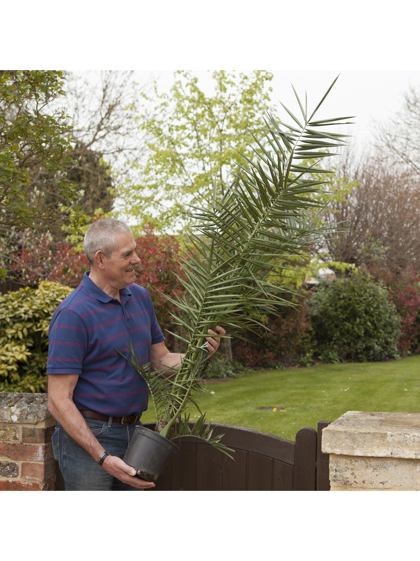 Hardy Phoenix Palm Tree 1.21.4M Tall Very.co.uk