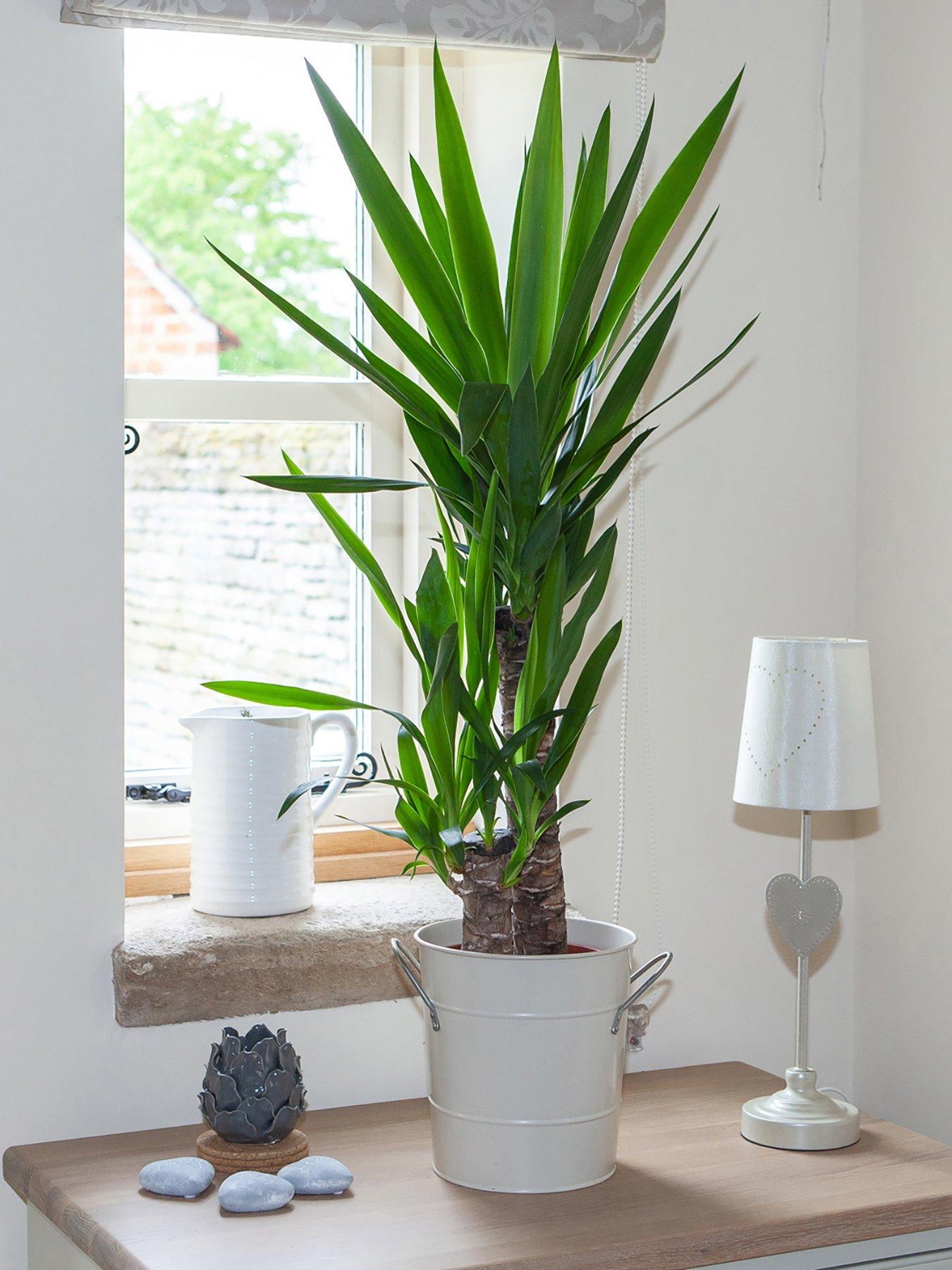 Product photograph of Yucca 2 Stem 45 20cm In 17cm Pot 80cm Tall - Green Houseplant from very.co.uk