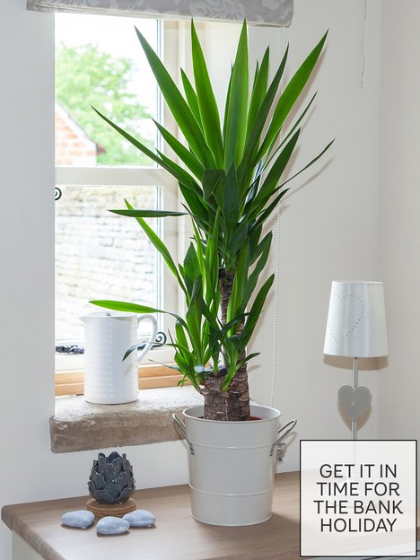 yucca-2-stem-4520cm-in-17cm-pot-80cm-tall-green-houseplant