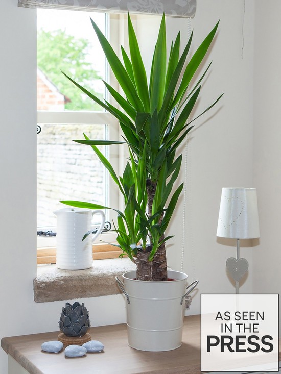 front image of yucca-2-stem-4520cm-in-17cm-pot-80cm-tall-green-houseplant