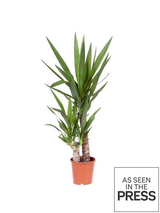 stillFront image of yucca-2-stem-4520cm-in-17cm-pot-80cm-tall-green-houseplant