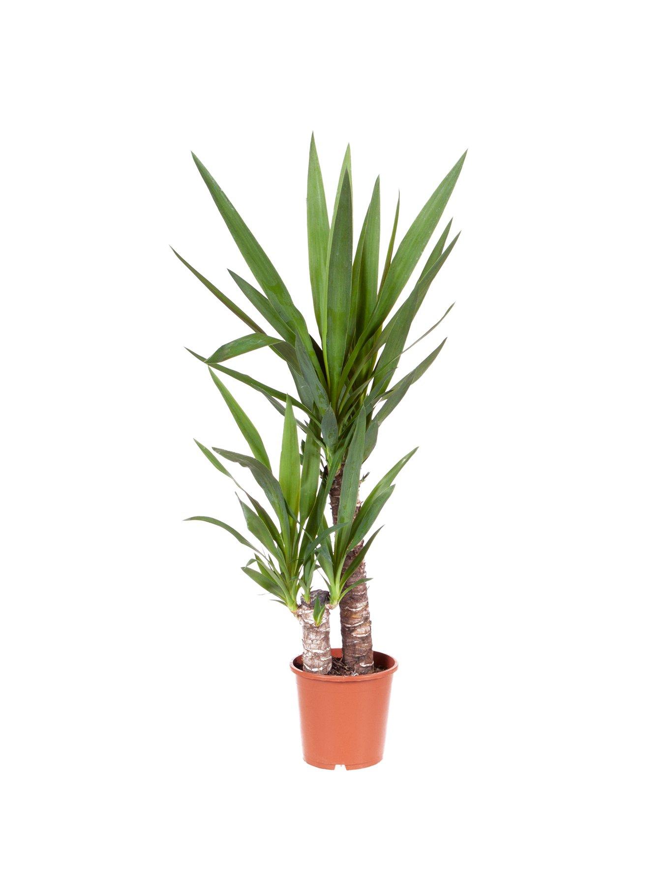 Image 2 of 3 of You Garden Yucca 2 stem 45/20cm in 17cm pot 80cm tall - green houseplant