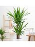  image of yucca-2-stem-4520cm-in-17cm-pot-80cm-tall-green-houseplant