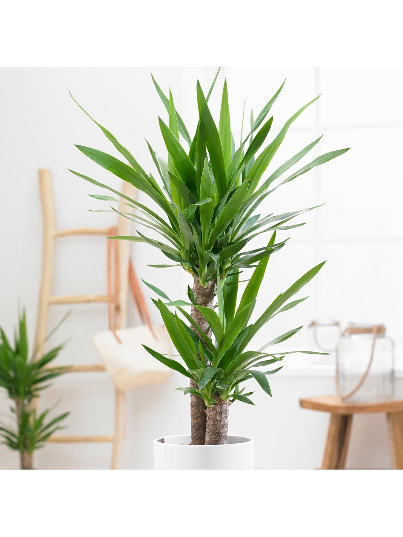Image 3 of 3 of You Garden Yucca 2 stem 45/20cm in 17cm pot 80cm tall - green houseplant