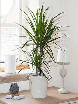 Product photograph of Dracaena Marginata 2 Stem 30 15cm In 17cm Pot 75cm Tall - Green Houseplant from very.co.uk