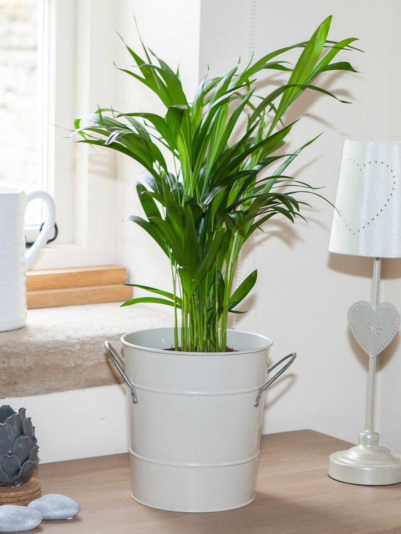 Product photograph of Areca Palm Butterfly Palm 14cm Pot from very.co.uk