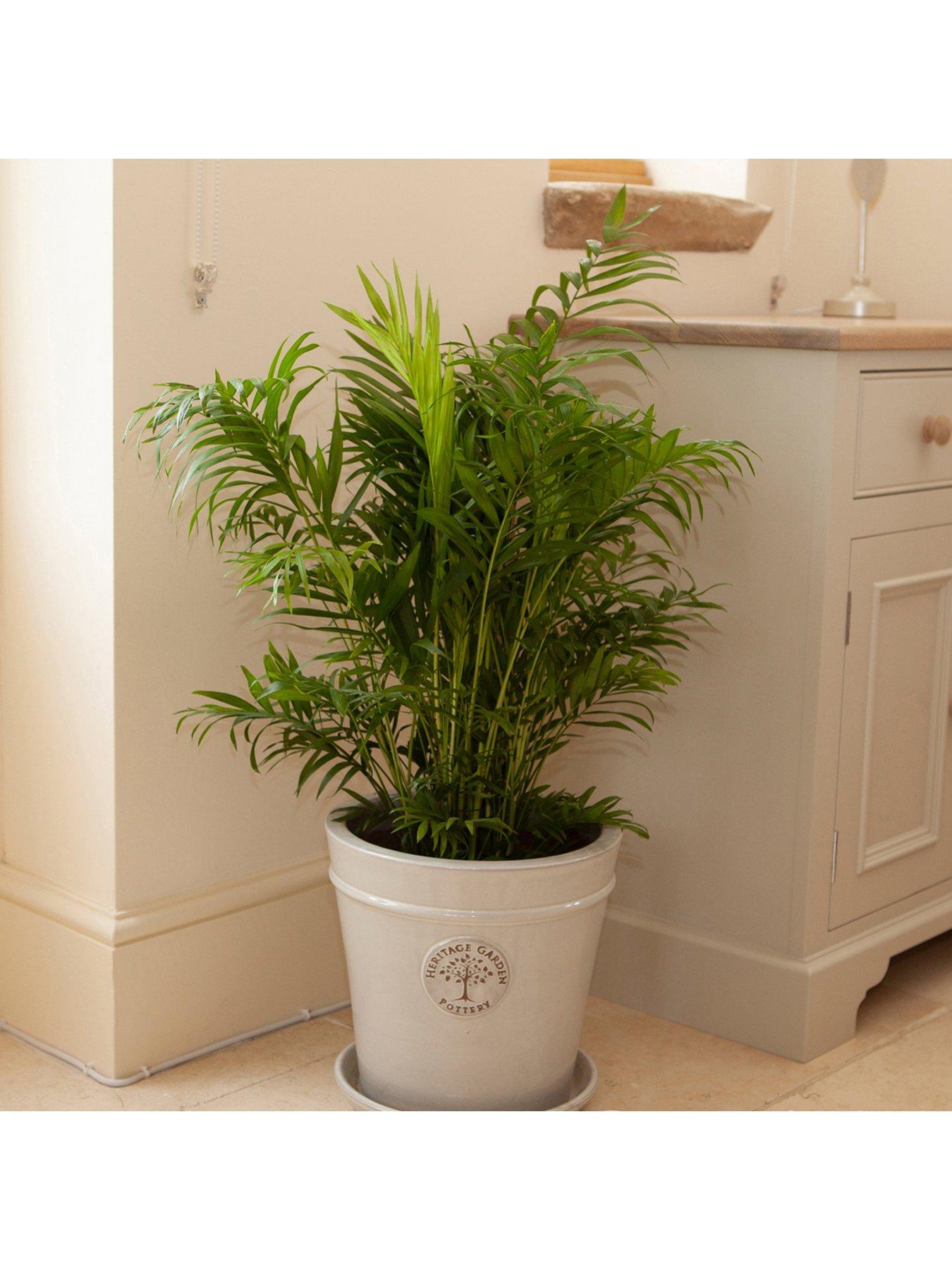 Image 2 of 3 of You Garden Areca Palm 'Butterfly Palm' 14cm Pot