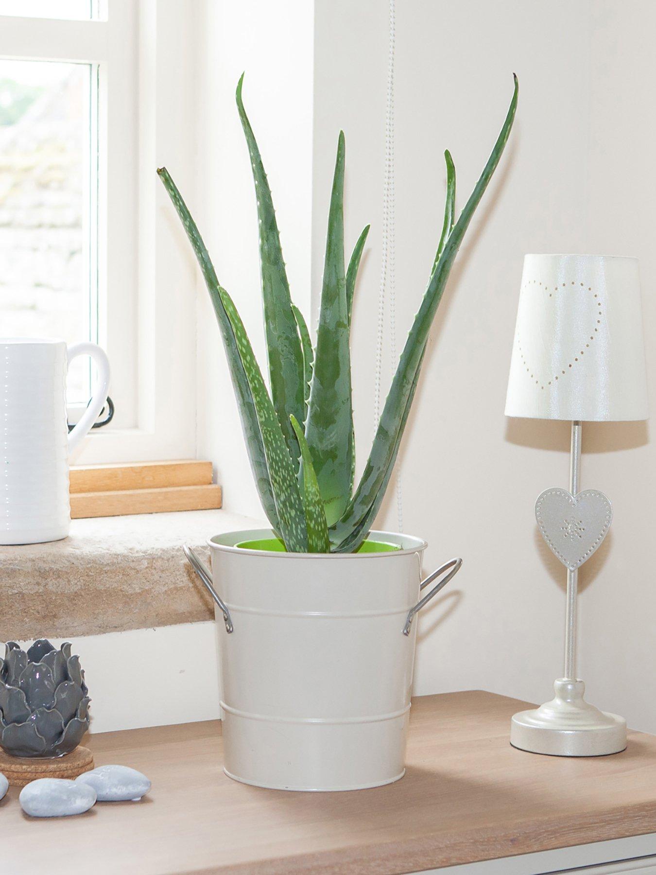 Aloe Vera 15cm 50cm Tall Green Houseplant Very Co Uk