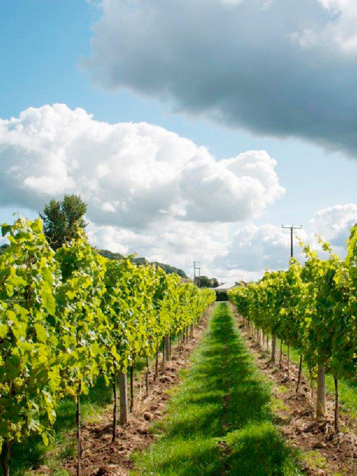 Virgin Experience Days Vineyard Tour And Tasting For Two At Aldwick Court Farm &Amp; Vineyard review