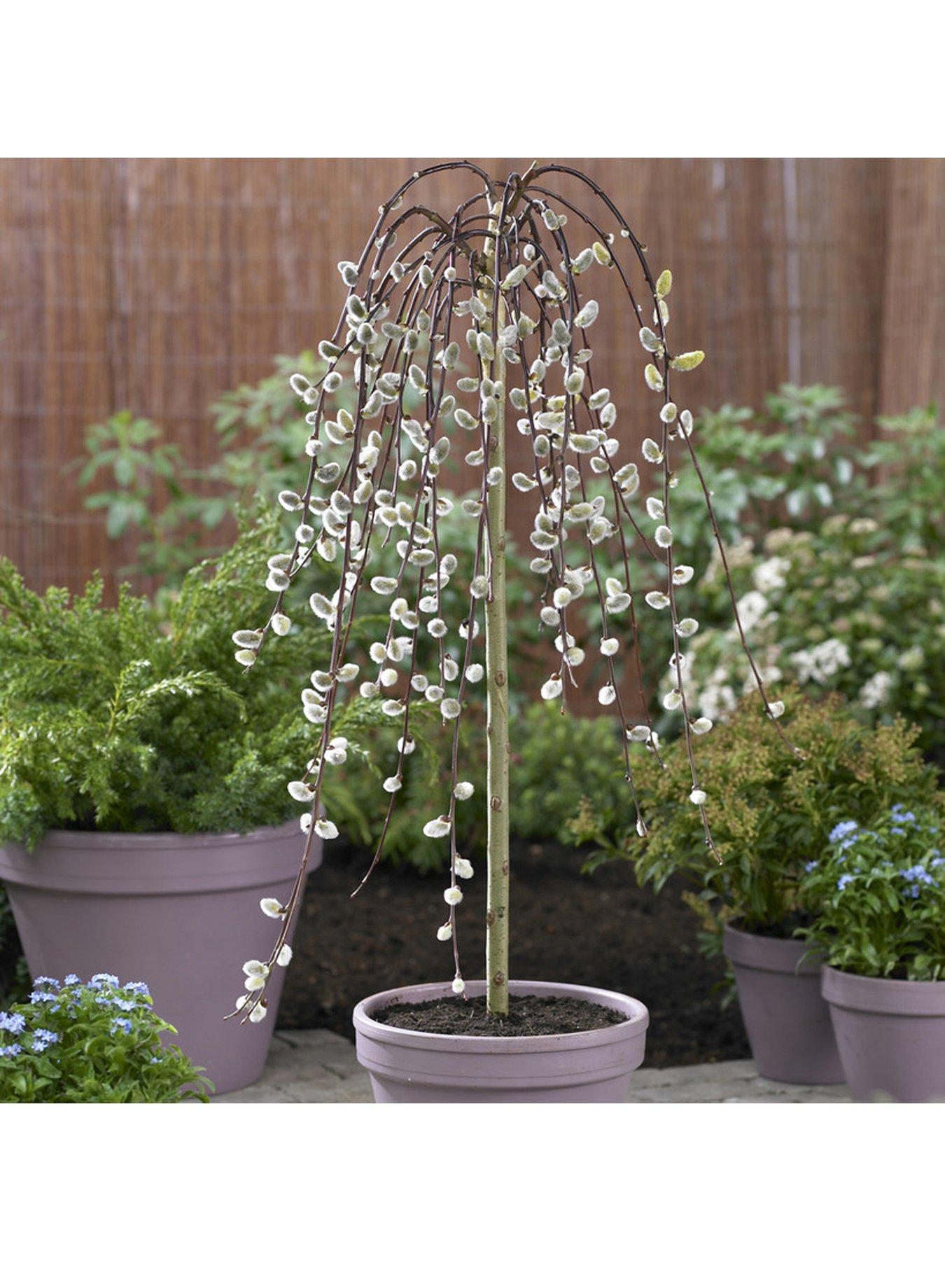 undefined Salix 'Kilmarnock' - 90cm Standard (Weeping Willow)
