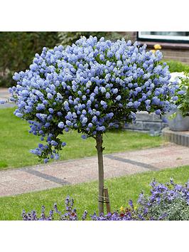 Product photograph of Pair Ceanothus Standards 90cm from very.co.uk