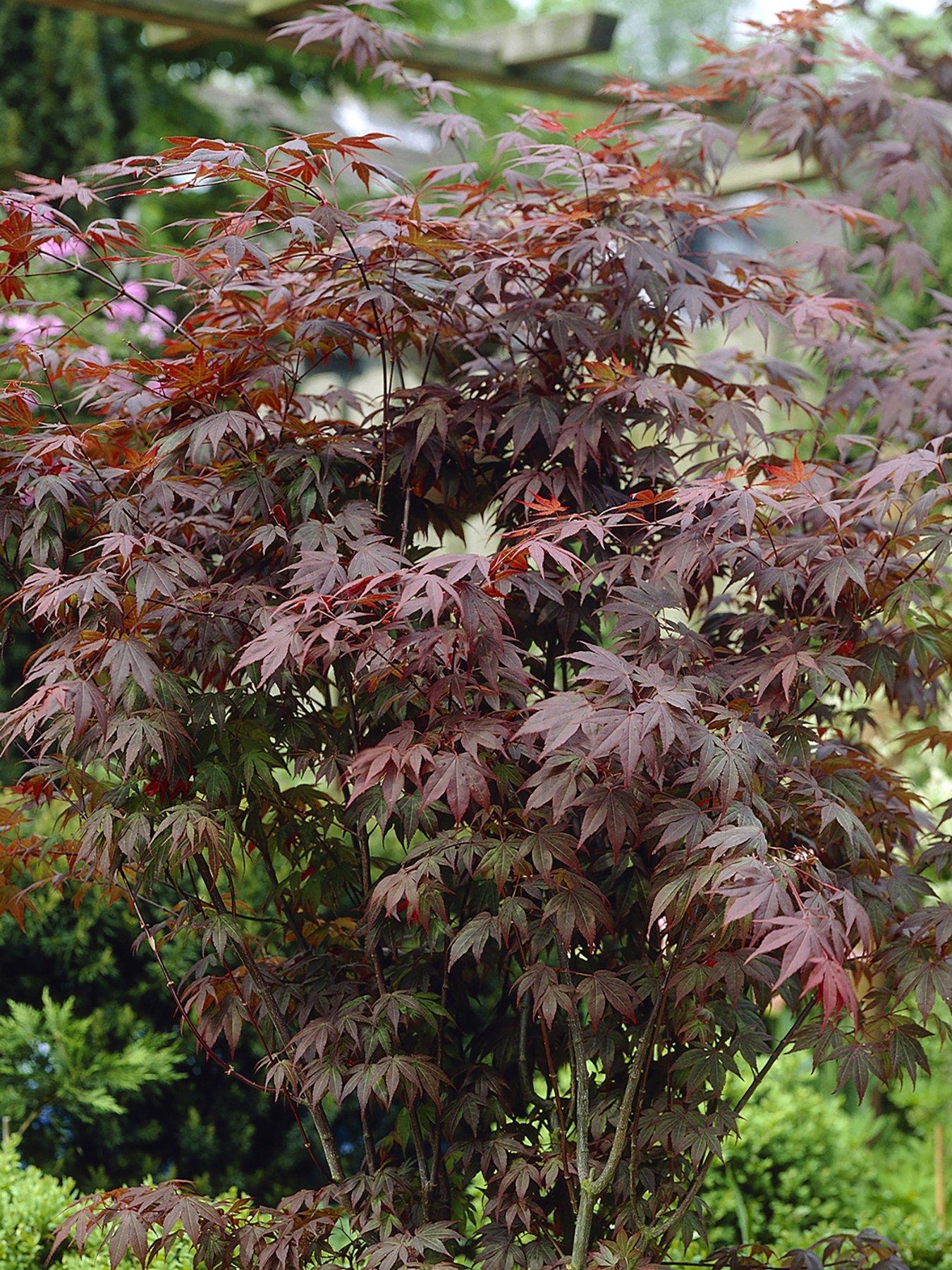 Acer Atropurpureum Red Maple 3L 60Cm Tall review