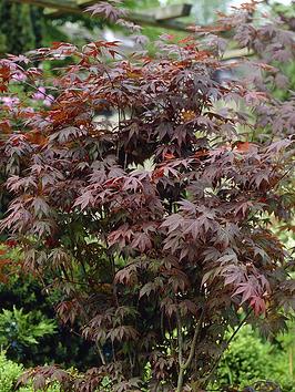 Product photograph of Acer Atropurpureum Red Maple 3l 60cm Tall from very.co.uk