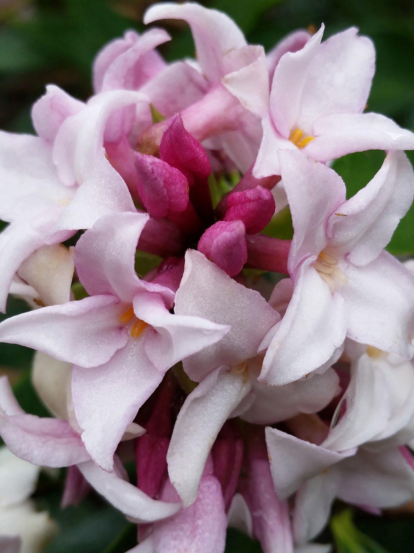 You Garden Hardy Daphne 'Perfume Princess'