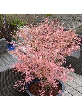 Product photograph of Acer Taylor 3l Pot 50cm Tall - Pink Leaves from very.co.uk