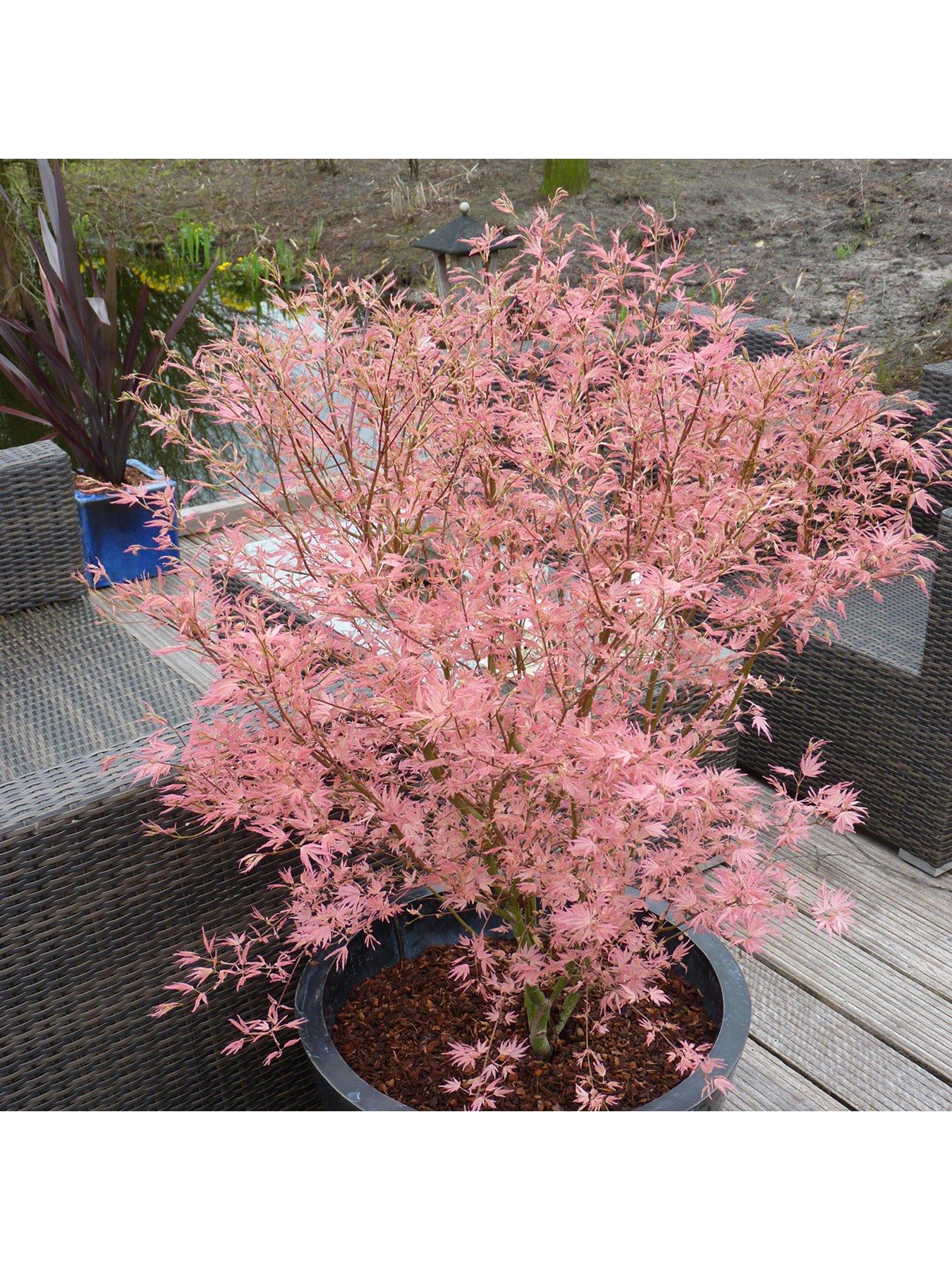 You Garden Acer 'Taylor' 3L Pot 50cm Tall - Pink Leaves