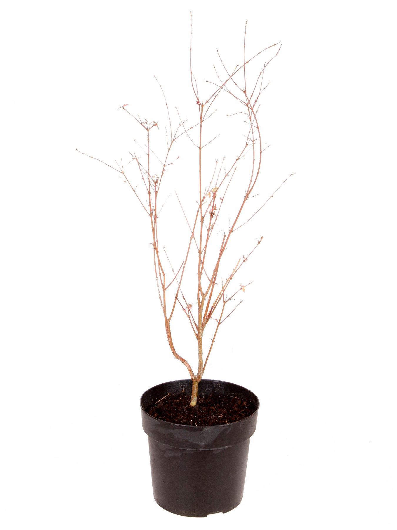 Image 2 of 5 of You Garden Acer 'Taylor' 3L Pot 50cm Tall - Pink Leaves
