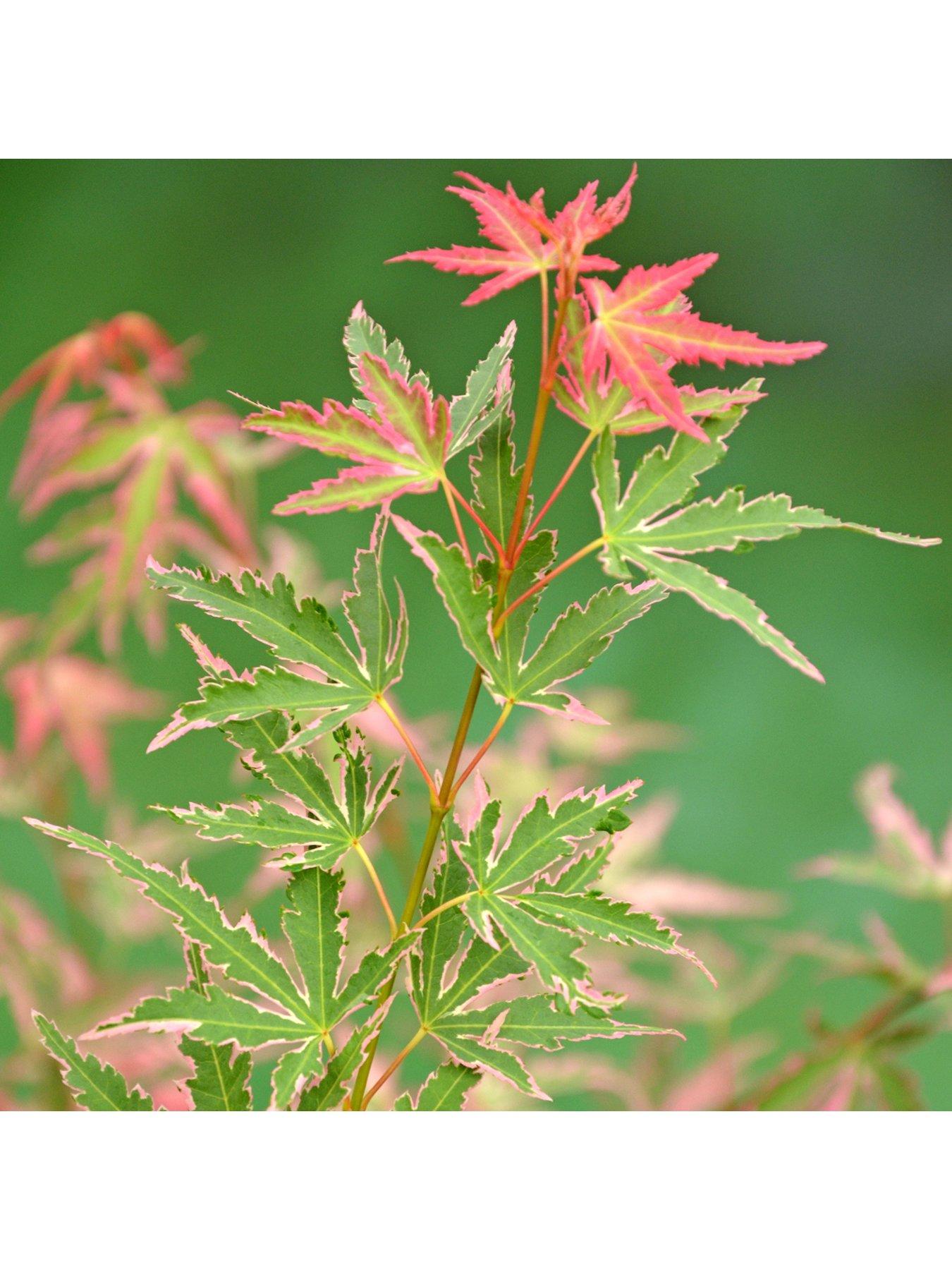 Image 3 of 5 of You Garden Acer 'Taylor' 3L Pot 50cm Tall - Pink Leaves