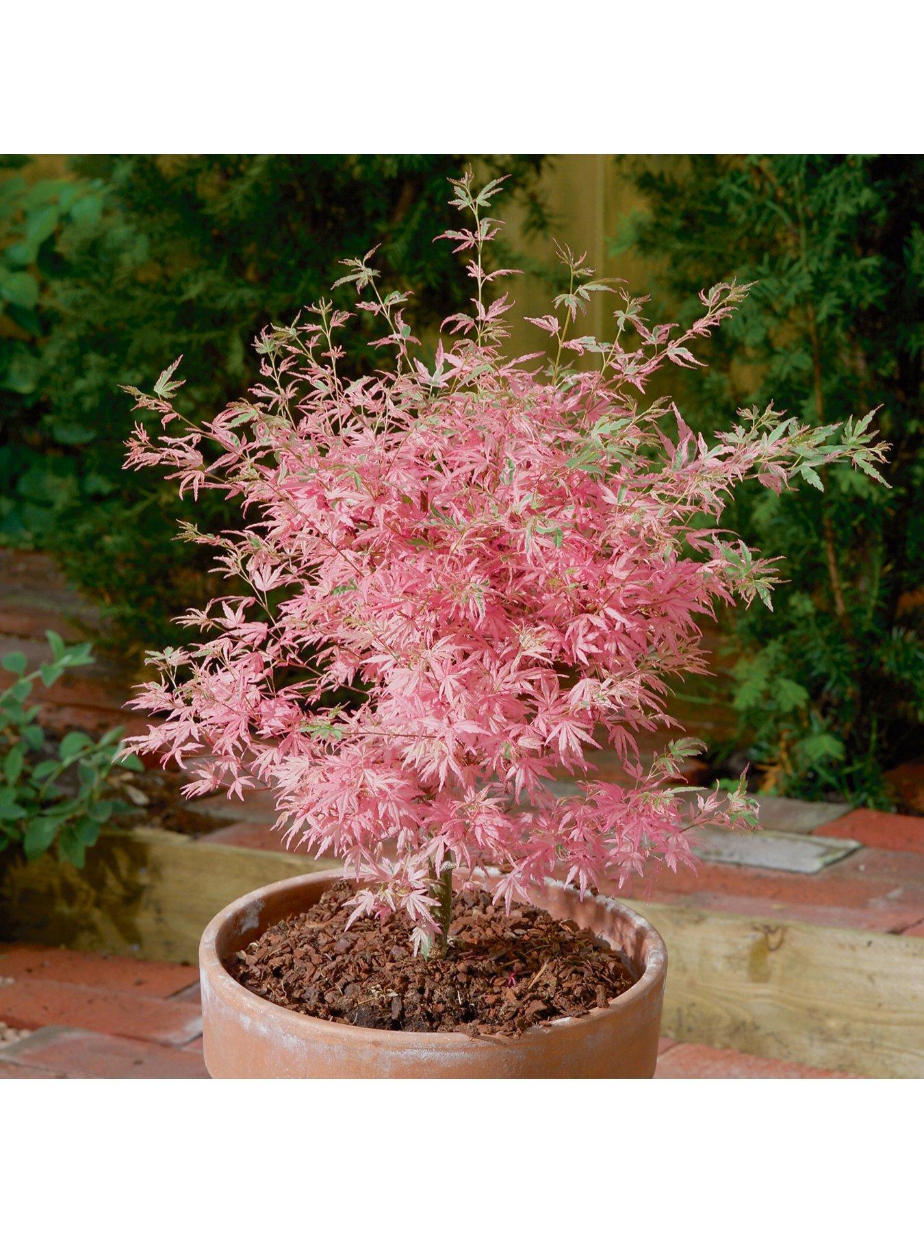 Image 4 of 5 of You Garden Acer 'Taylor' 3L Pot 50cm Tall - Pink Leaves