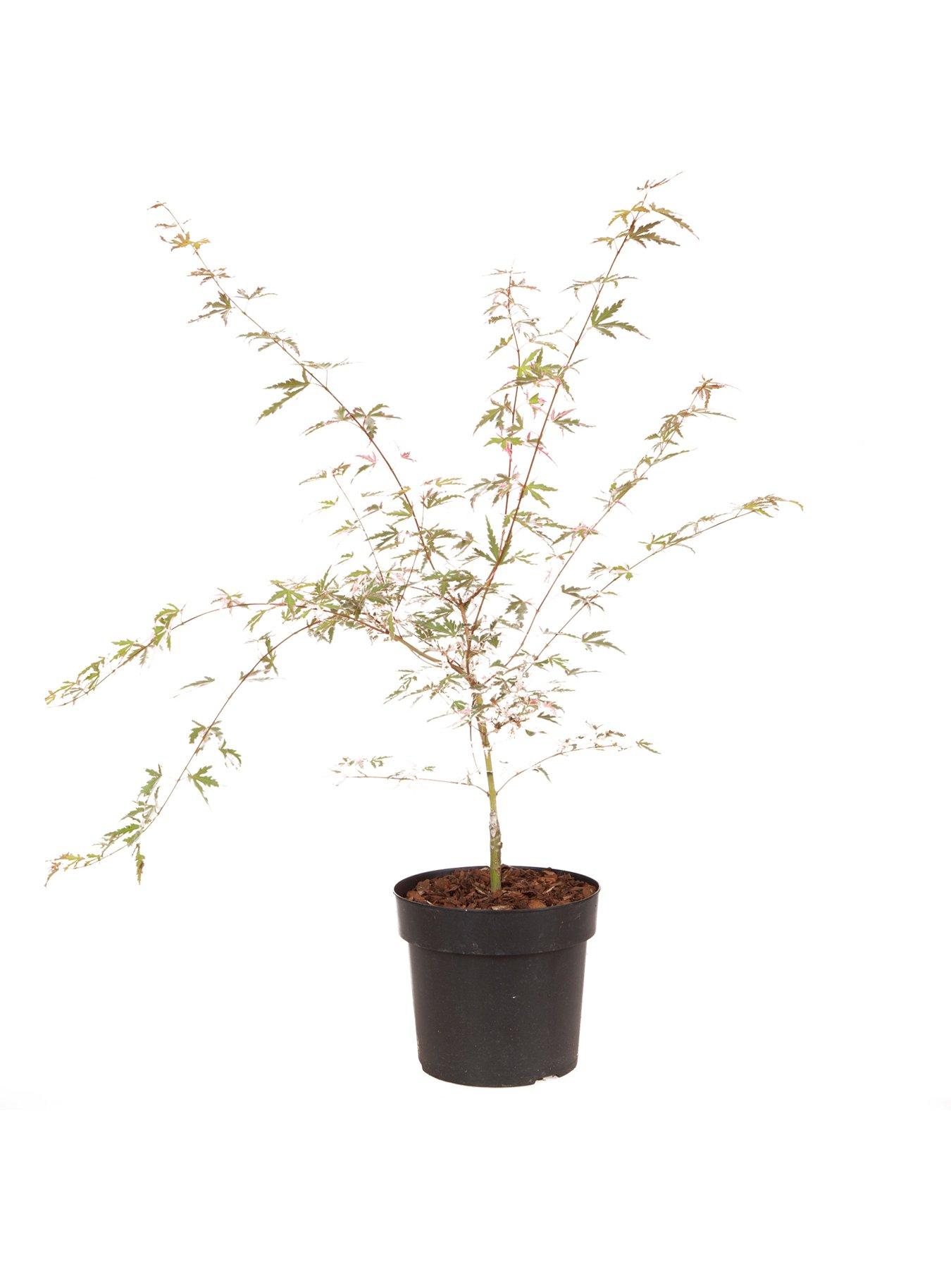 Image 5 of 5 of You Garden Acer 'Taylor' 3L Pot 50cm Tall - Pink Leaves
