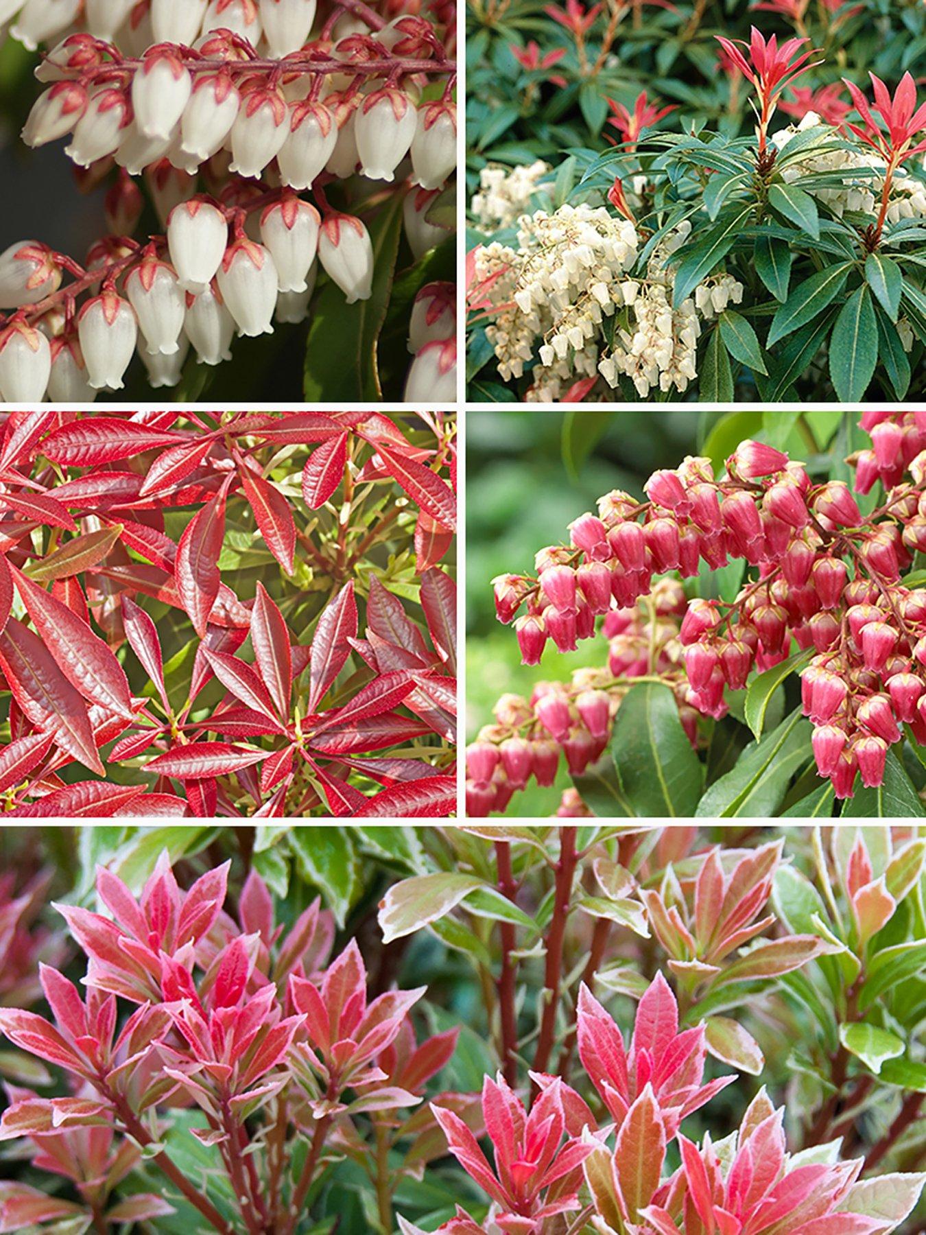 Pieris Evergreen Shrub Collection X 5 Varieites In 13Cm Pots review