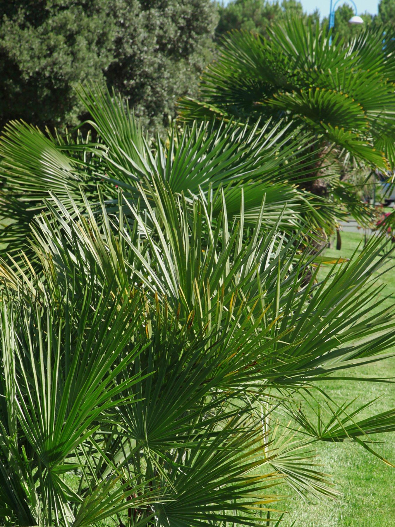 You Garden Chamaerops Humilis (Hardy Fan Palm) 80cm