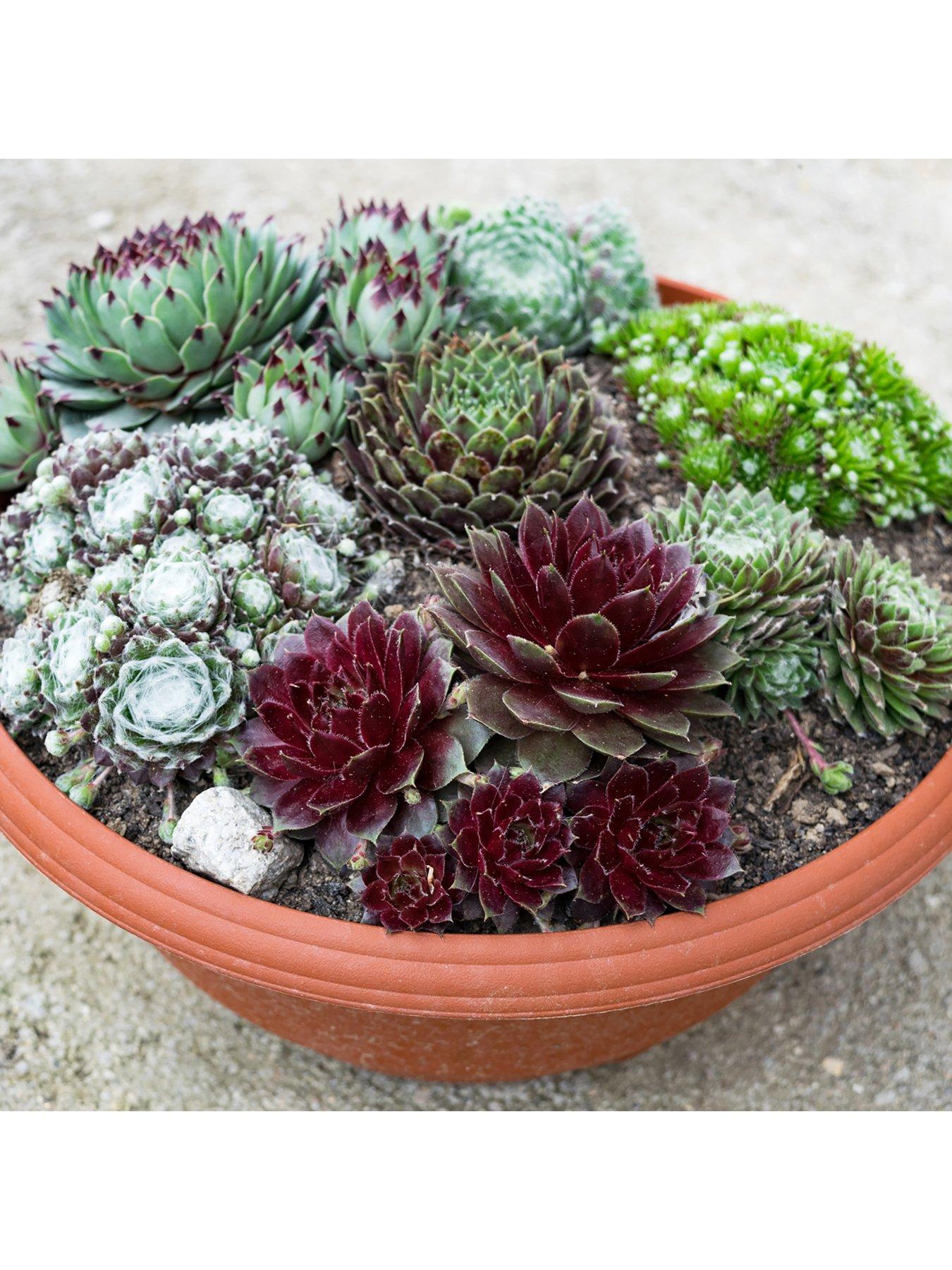 Sempervivum (Hardy Houseleeks) Succulent Colelction 6 X 9Cm Pots review