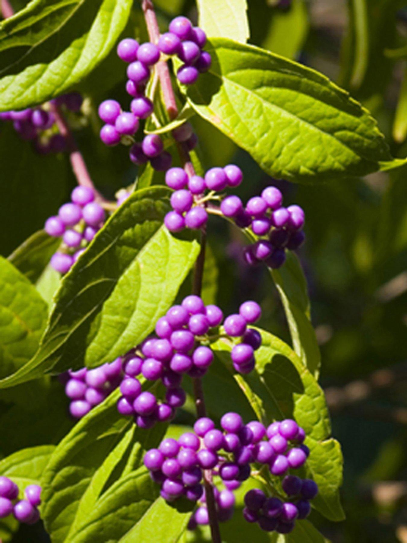 Image 1 of 4 of You Garden Callicarpa (Beauty Berry) bush 50cm tall 3L pot