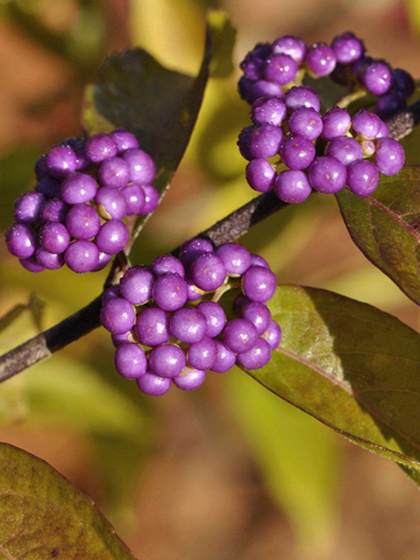 Image 2 of 4 of You Garden Callicarpa (Beauty Berry) bush 50cm tall 3L pot