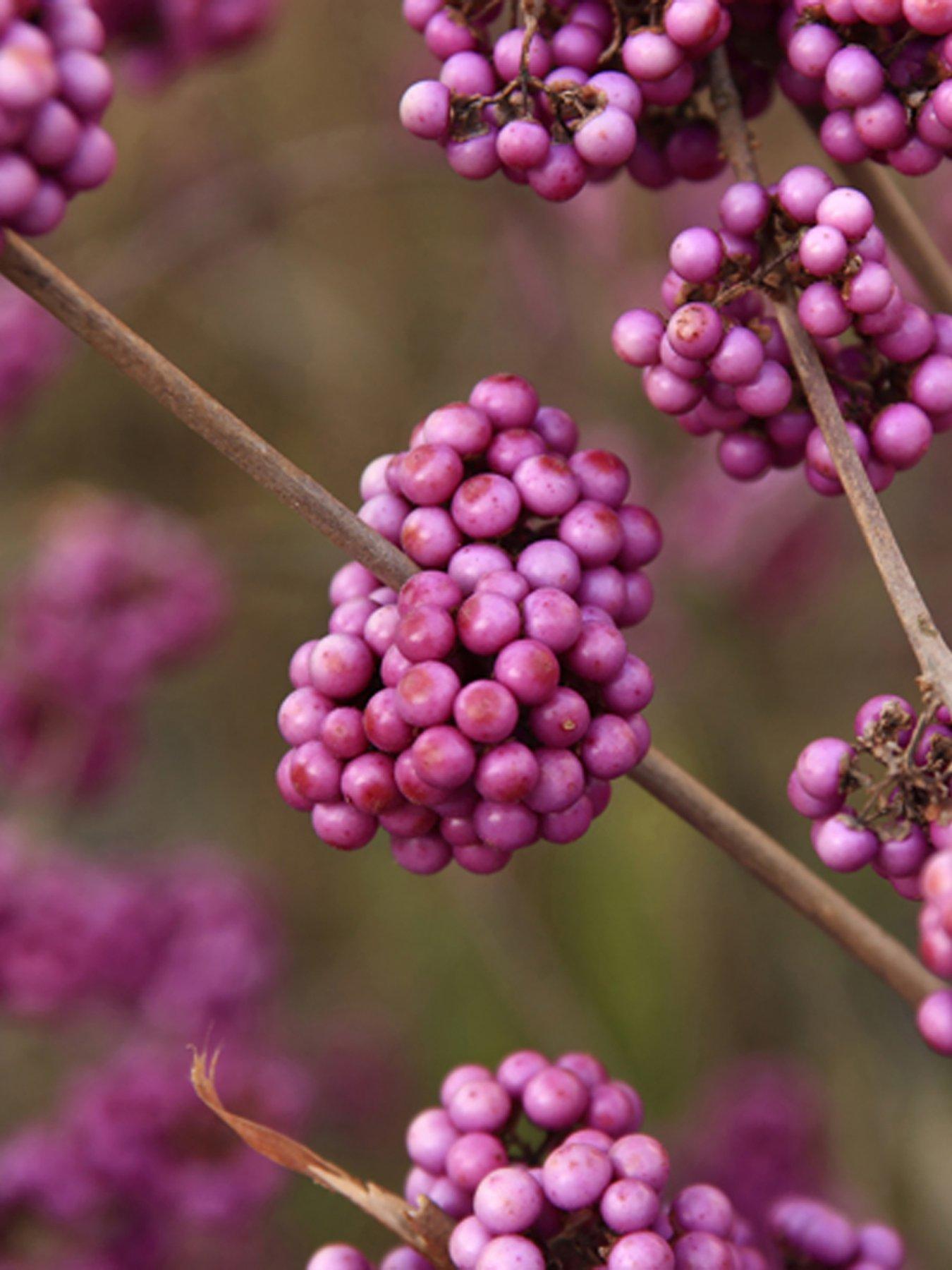 Image 3 of 4 of You Garden Callicarpa (Beauty Berry) bush 50cm tall 3L pot