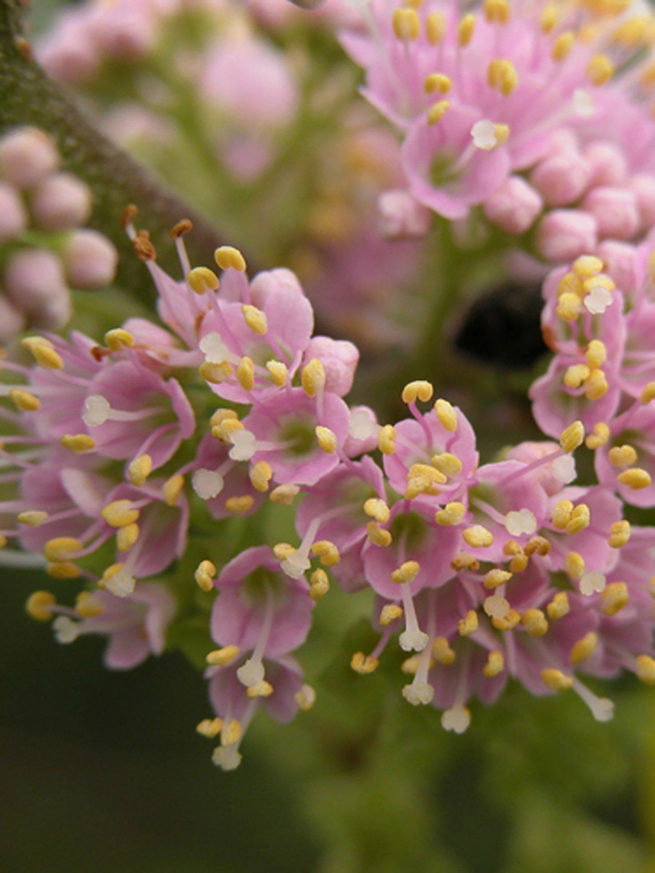 Image 4 of 4 of You Garden Callicarpa (Beauty Berry) bush 50cm tall 3L pot