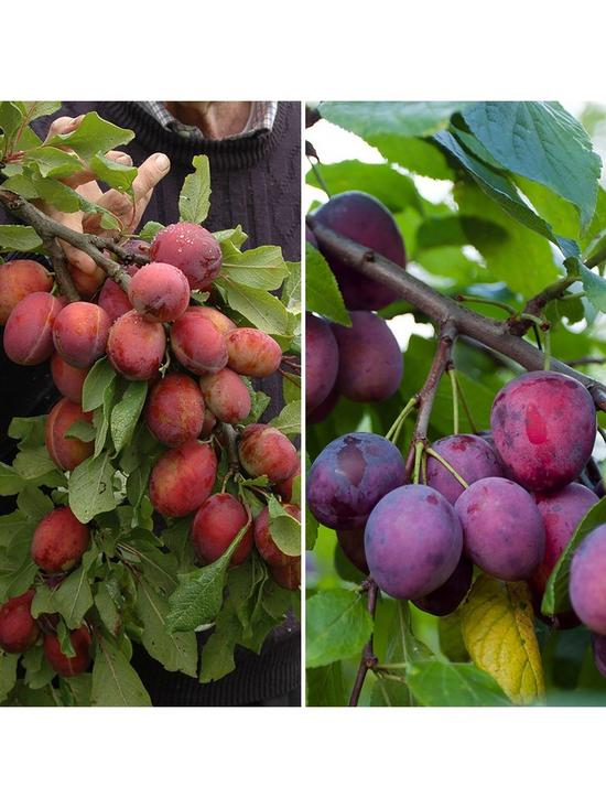 front image of duo-plum-tree-2-varieties-on-one-tree-14m