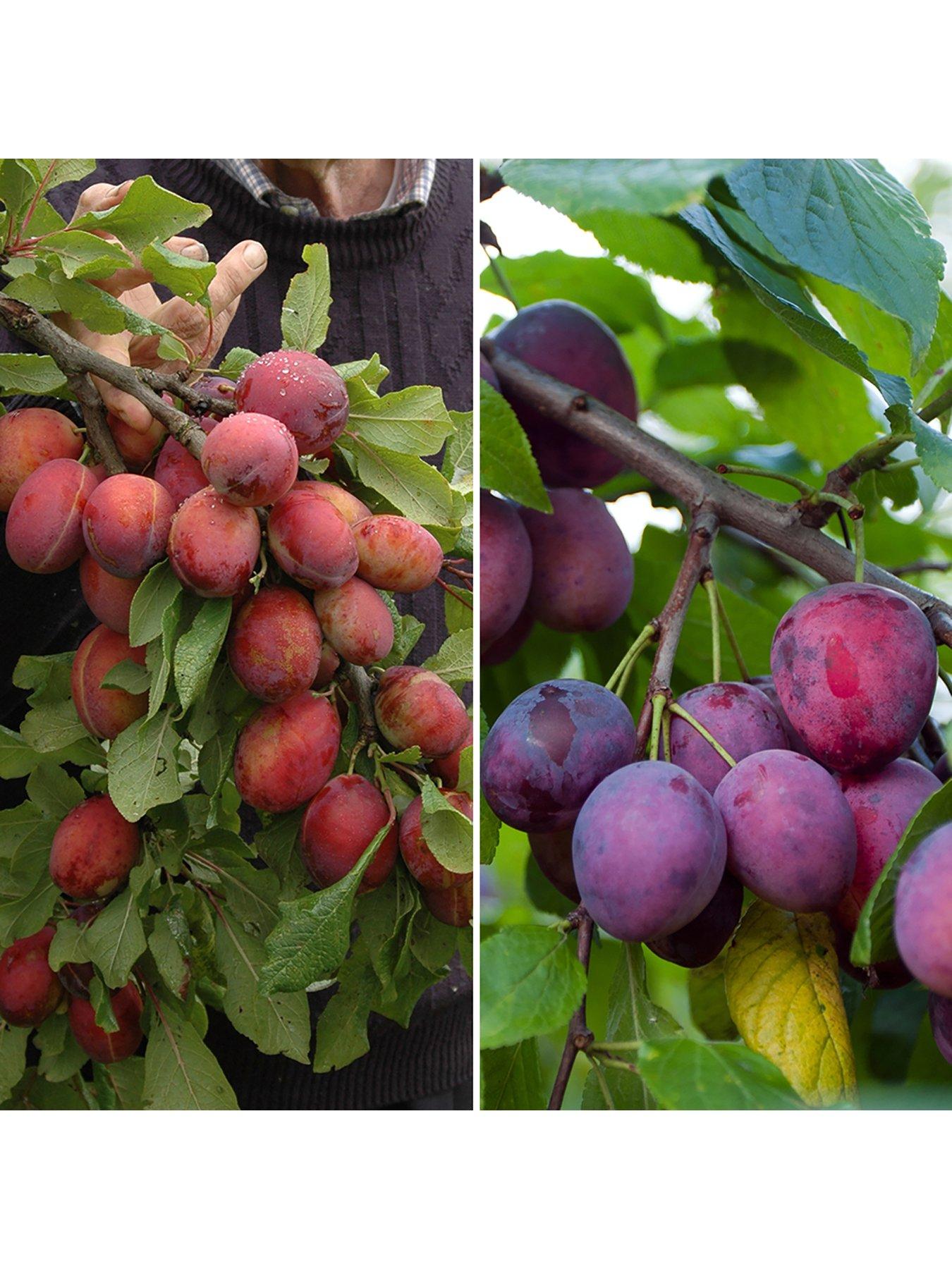 You Garden Duo Plum tree - 2 Varieties on 1 Tree - 1.4m
