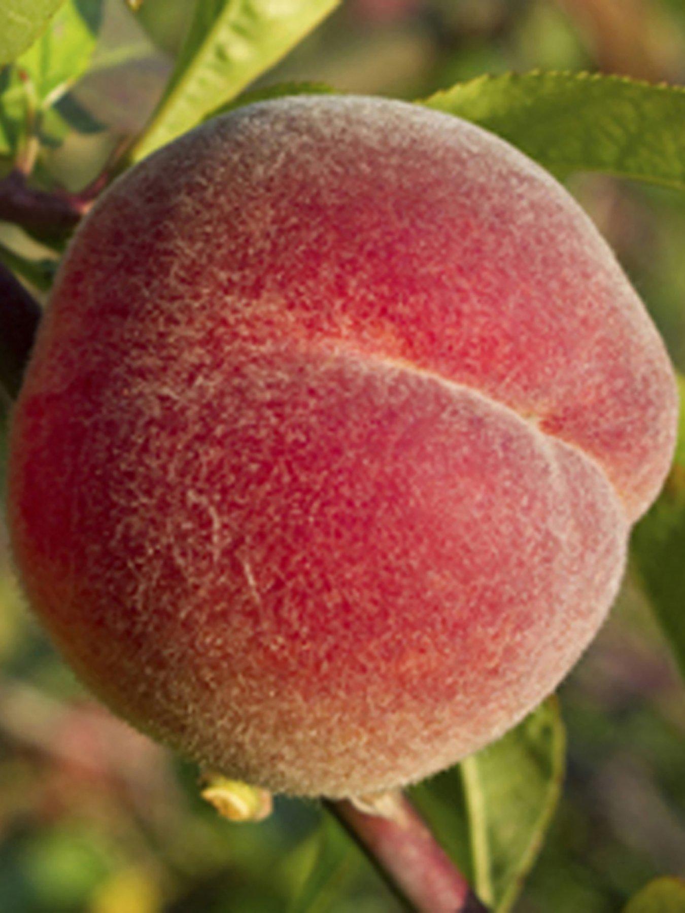 Product photograph of You Garden Peach Red Haven 1 4m Bare Root Tree from very.co.uk