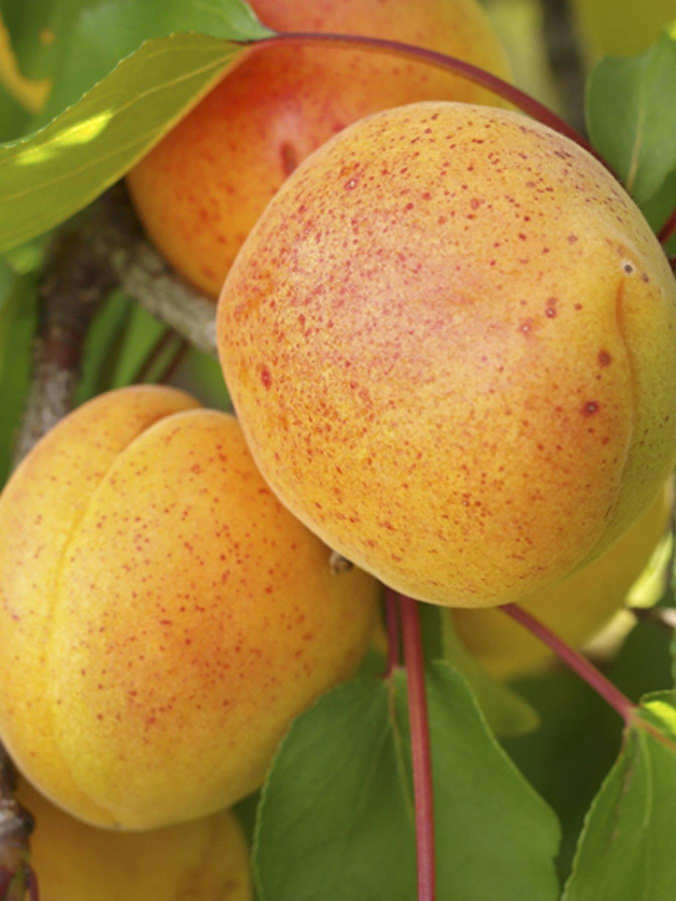 Product photograph of You Garden Apricot Early Moorpark 1 4m Bare Root Tree from very.co.uk