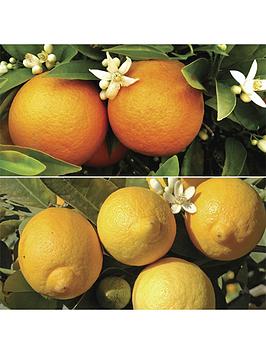 Orange And Lemon Starter Tree Pair In 9Cm Pots
