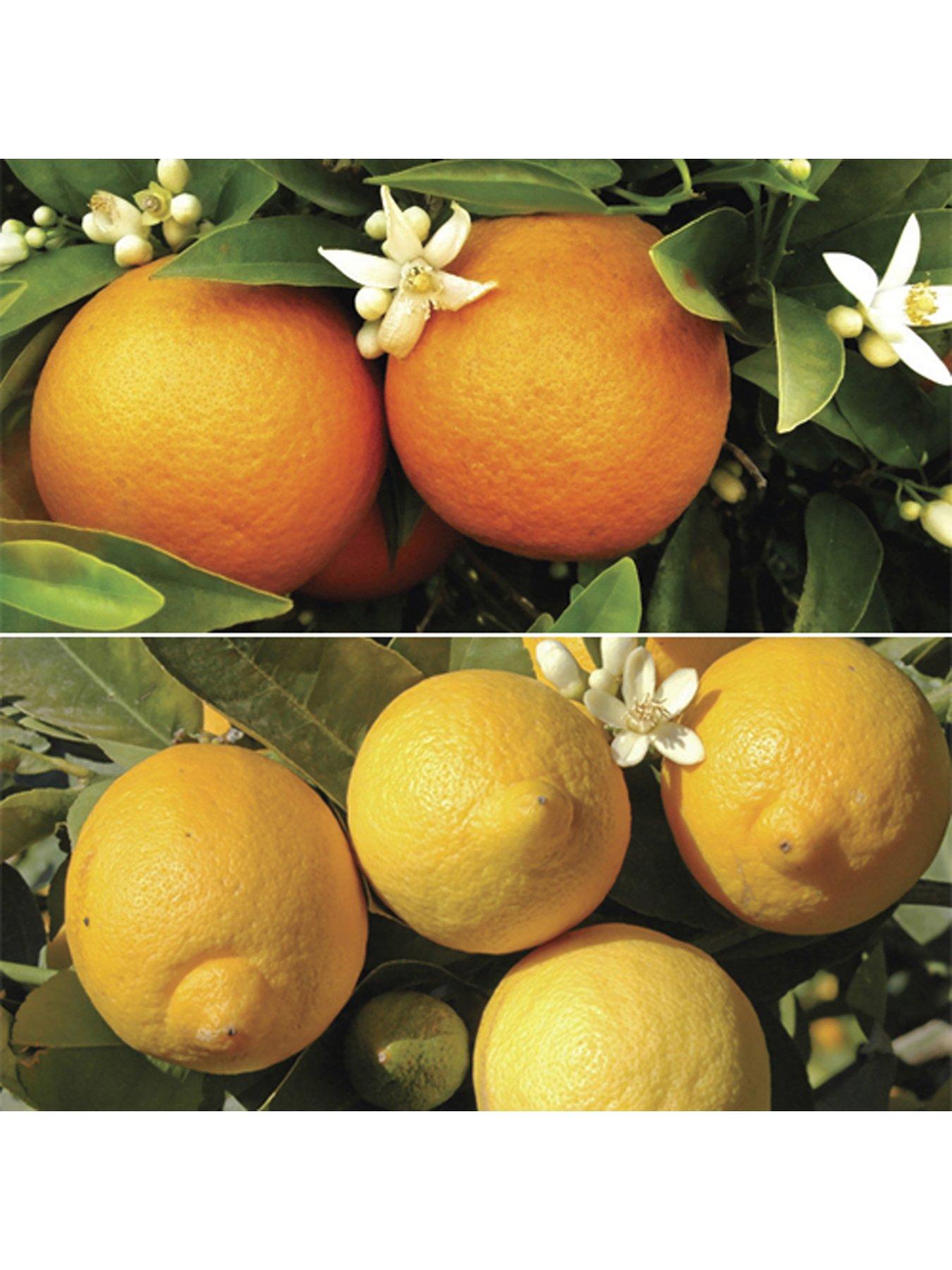 undefined Orange and Lemon starter tree pair in 9cm pots