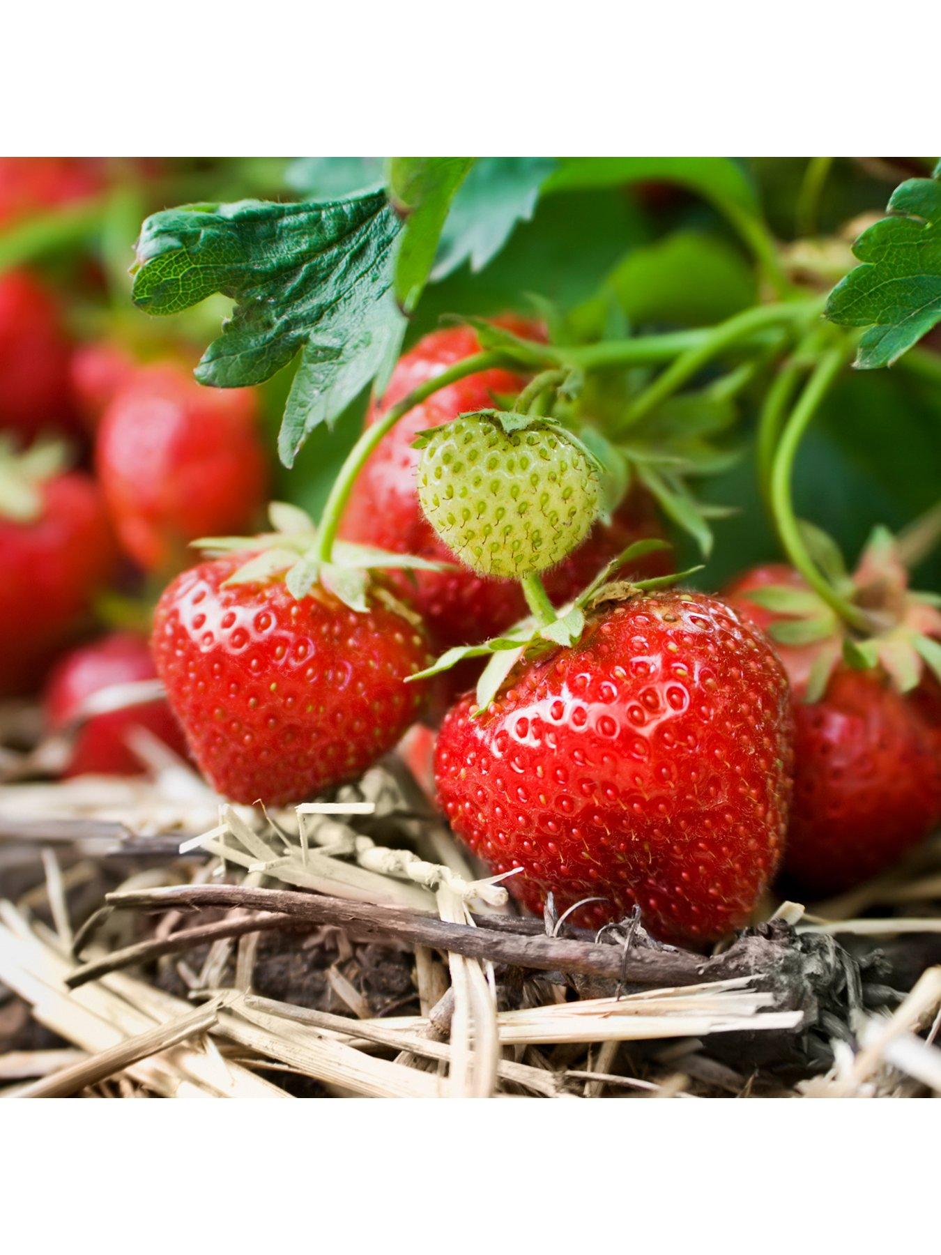 Product photograph of You Garden Pack 20 Strawberry Cambridge Favourite Runners from very.co.uk