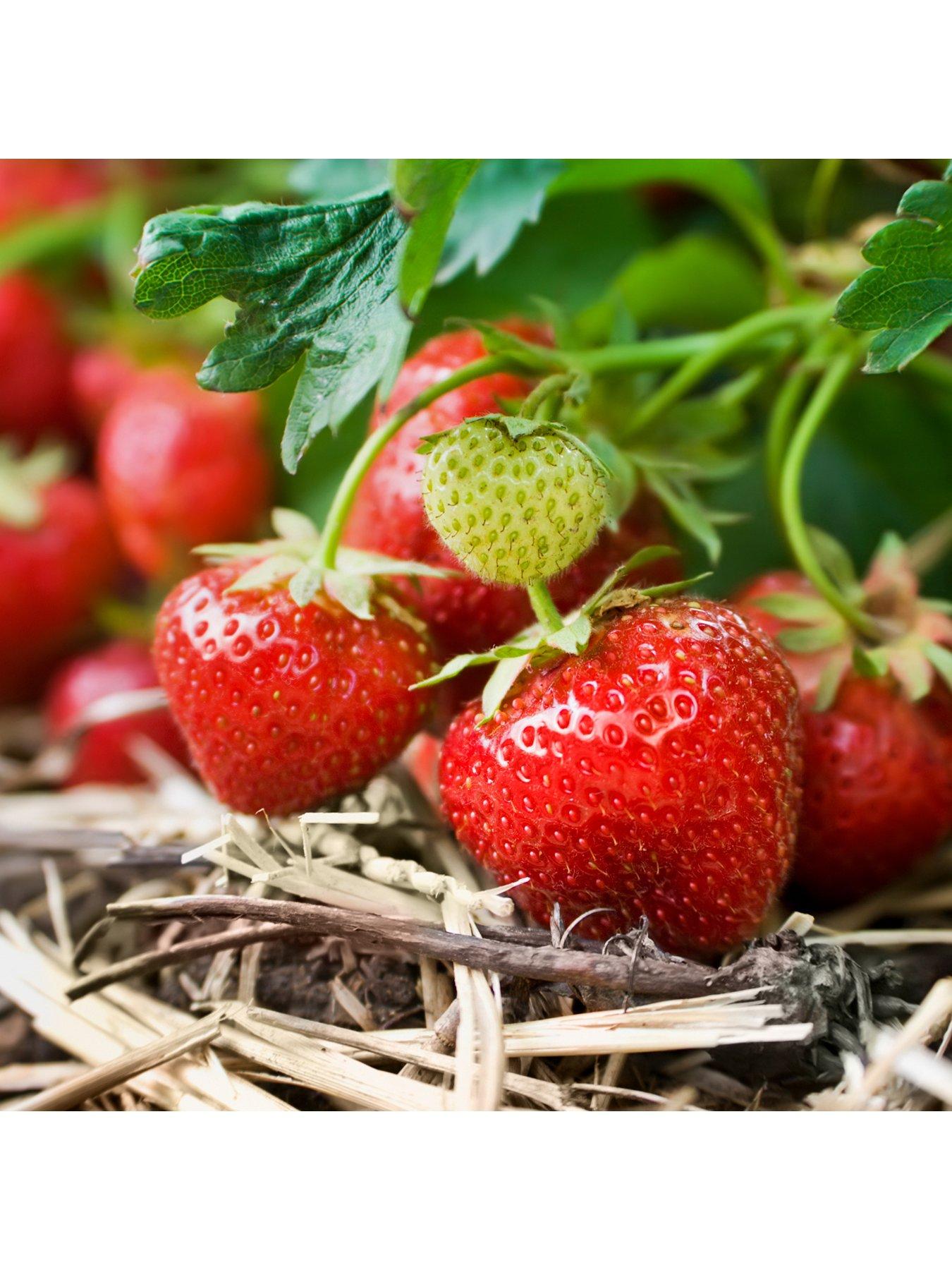 Product photograph of Pack 20 Strawberry Cambridge Favourite Runners from very.co.uk