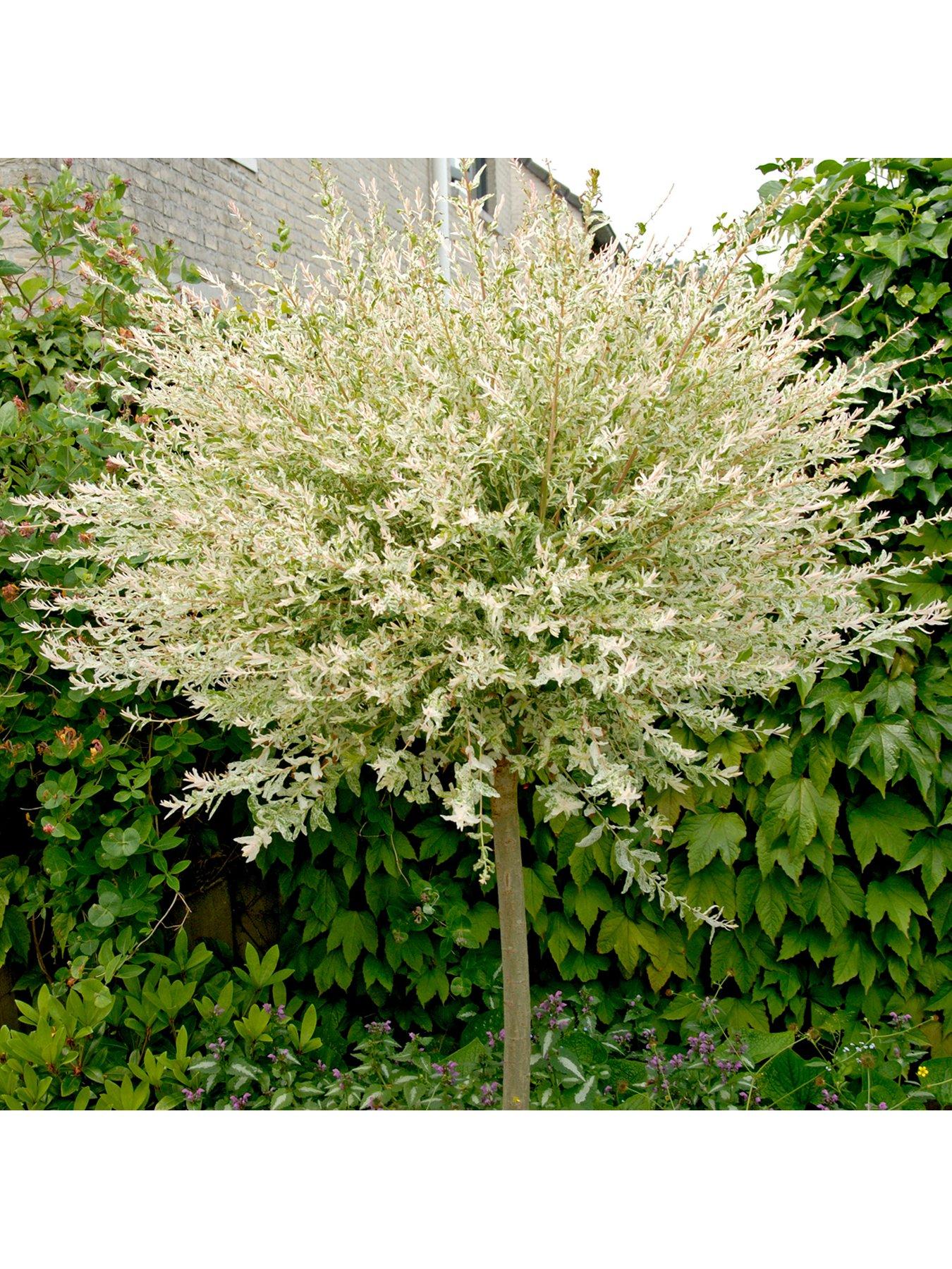 undefined Flamingo Willow Salix Integra Hakuro Nishiki Standard