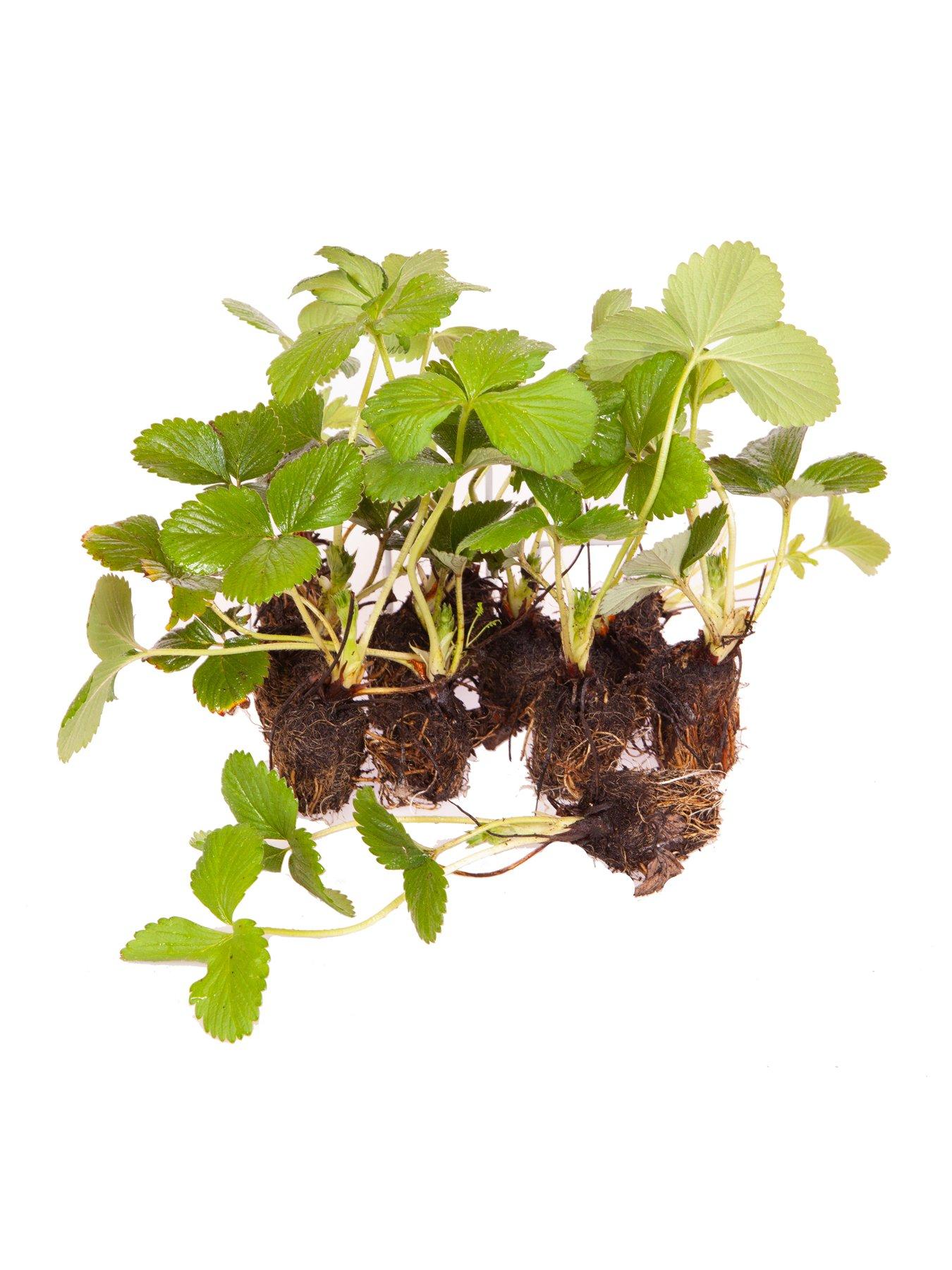 Product photograph of You Garden Pack 12 Strawberry Sweet Colossus Plug Plants from very.co.uk