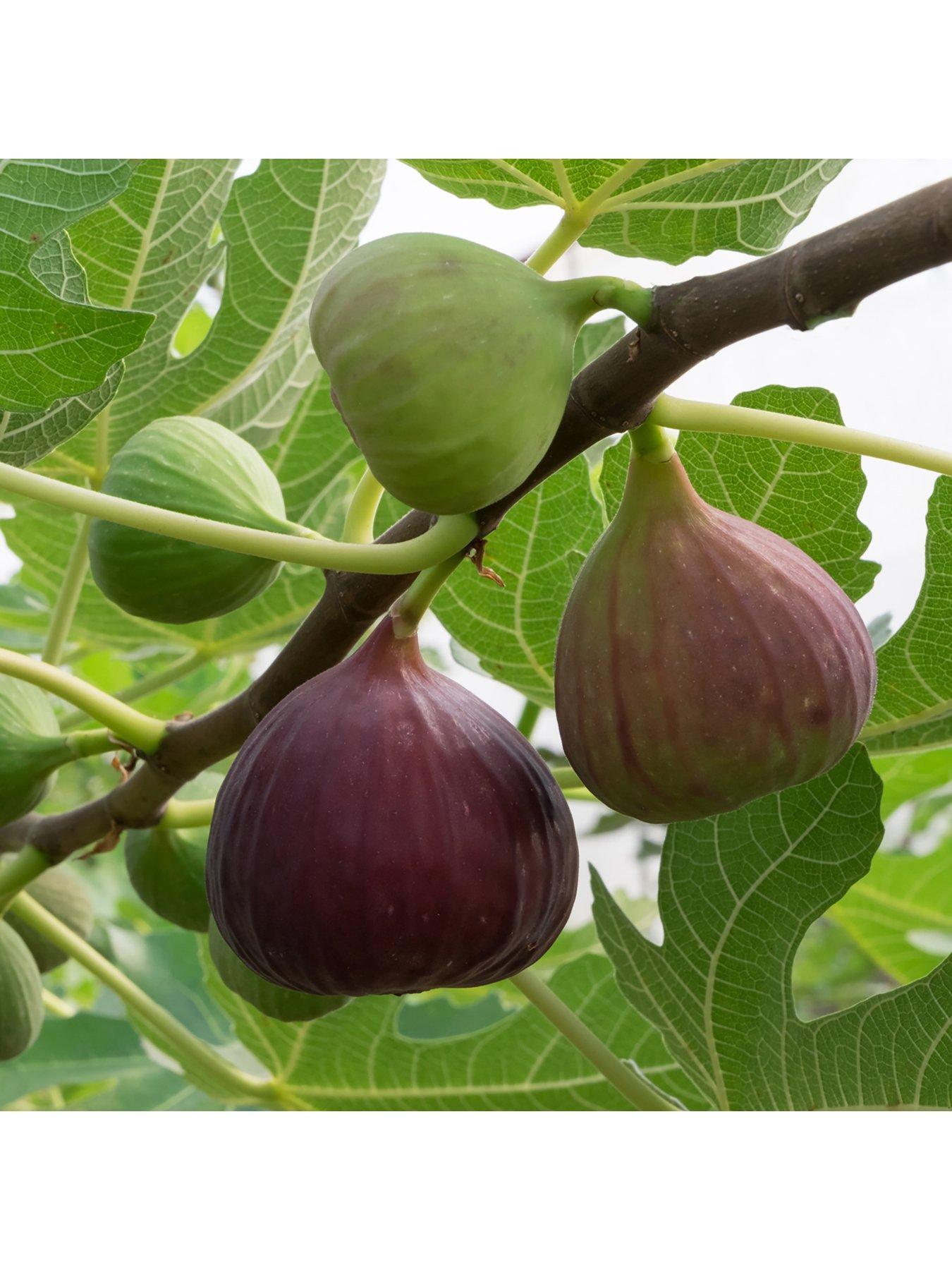 You Garden Fig tree 'Brown Turkey' standard form 1.2-1.4M tall